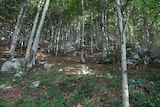 Bosco sul sentiero 806